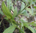 crepis_2.JPG