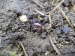 Les haricots pointes le bout de leur nez sous la pluie
