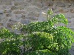 IMG_0675.jpg