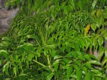 IMG_0679.jpg