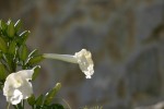 IMG_4229_1_1.JPG