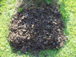 Les feuilles que j'ai étaler sur la pelouse pour agrandir le potager.