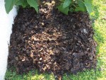 Les feuilles que j'ai étaler sur la pelouse pour agrandir le potager.
