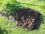 Les feuilles que j'ai étaler sur la pelouse pour agrandir le potager.