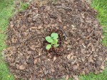 le pied de courgette qui a été planter sans aucun travail du sol