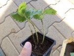 Un plant de fraisier une fois repiquer en godet
