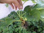 Un plants de fraisier avant le repiquage