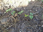 Les haricots vus de près
