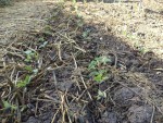 Les haricots