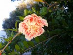 Fleur