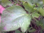 taches pommes de terre.jpg