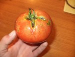 tomate venant des plants à l'extérieur