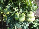 De belles tomates ananas cultivé en extérieur en prévision