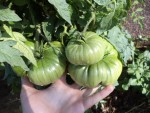 De belles tomates ananas cultivé en extérieur en prévision