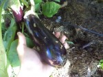 Les premières aubergines
