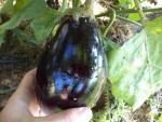 Les premières aubergines