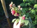 Les framboises