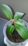 semis de plumeria