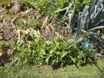 Les herbes qui ont poussées