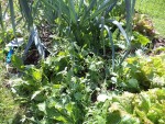 Les herbes qui ont poussées
