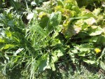 Les herbes qui ont poussées