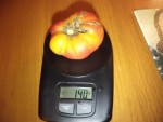 Une petite tomate ananas récoltée sous serre