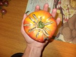 Une grosse tomate ananas récoltée sous serre