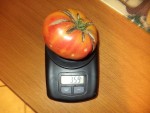 Une grosse tomate ananas récoltée sous serre