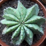 echinopsis 1.JPG