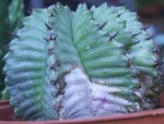 echinopsis 2.JPG