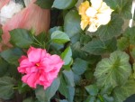 DSCN5770.JPG