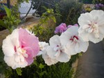 DSCN5763.JPG