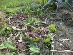 Les herbes présentent après la récolte