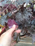 20140806_192345.jpg