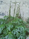 Plante inconnue.jpg