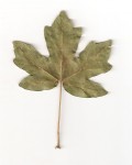 Kelle7feuille2.jpg