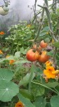 jardin 1serre.jpg