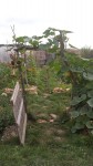 jardin 2.jpg