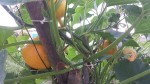 jardin 3.jpg