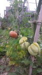 jardin 5.jpg