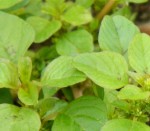 plante grande inflorescences.JPG
