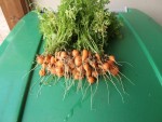 Mini carottes.jpg