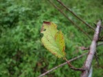 DSCN7127 (500x375).jpg
