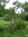 DSCN7145 (375x500).jpg