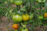 Tomates et feuilles malades.jpg