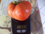 Ma plus grosse tomate de l'année ,une cœur de bœuf.
