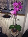Avec ces belles petites fleurs