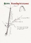 rameau pseudoplatanus taille 1.jpeg