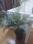 la plante