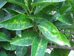 CIMG0960-c.JPG